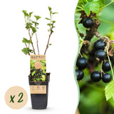 Cassissier Titania - Ribes nigrum - 2 plants - H 50 cm, pot Ø15 cm