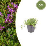 Thym serpolet en godet - Thymus serpyllum - H 10-25 cm, pot Ø9 cm - photo 6