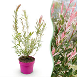Saule crevette Flamingo - H 40-50 cm, pot Ø17 cm