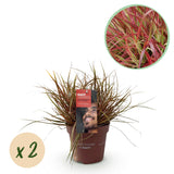 Green boutiQ - Ziergräser - Uncinia rubra Everflame - Rot - 2 Pflanzen - Immergrün - Wenig Pflege - Topf 17cm Höhe 50cm