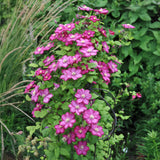 Green boutiQ - Kletterpflanze - Clematis Ville de Lyon - Blüte Rosa - Pflegeleicht - 2 Pflanzen - Topf 11cm Höhe 40cm