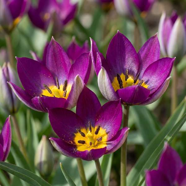 Tulipe botanique Persian Pearl