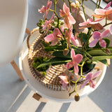 Kolibri Orchids | Altrosa Phalaenopsis Orchidee - Jewel Treviso - Topfgröße Ø9cm | blühende Zimmerpflanze - frisch vom Züchter