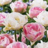 Tulipe double Double Sensation en mélange