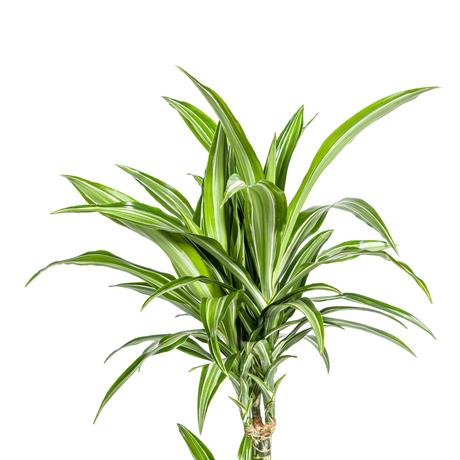 Dracaena White Stripe