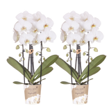 Orchidées Phalaenopsis blanches Niagara Fall White- pot Ø12 cm
