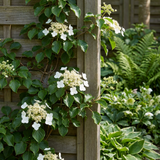 Hortensia grimpant - Hydrangea anomala subsp. petiolaris - lot de 4 plants - pot Ø9 cm