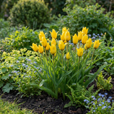 Tulipe sauvage sylvestris