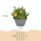 Delosperma en mélange - H 10-12 cm, pot Ø7 cm