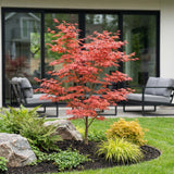 Érable du Japon Atropurpureum - H 90 cm, pot Ø26 cm
