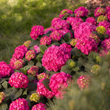 Hortensia Summer Love rouge - Hydrangea Endless Summer - H 20-25 cm, pot Ø14 cm - photo 4