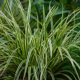 Green boutiQ - Ziergräser - Carex morrowii Ice Dance - Weiß & Grün - 4 Pflanzen - Immergrün - Wenig Pflege - Topf 17cm Höhe 50cm