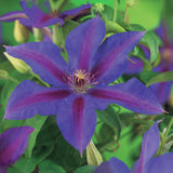 Green boutiQ - Kletterpflanze - Clematis Mrs. N. Thompson - Blüte Rosa - Pflegeleicht - 2 Pflanzen - Topf 11cm Höhe 40cm