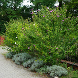 Green boutiQ - Gartenpflanze - Hibiscus syriacus Woodbridge - Gartenhibiskus - Winterhart - Rosa - 3 Pflanzen - Topf 17cm - Höhe 45cm