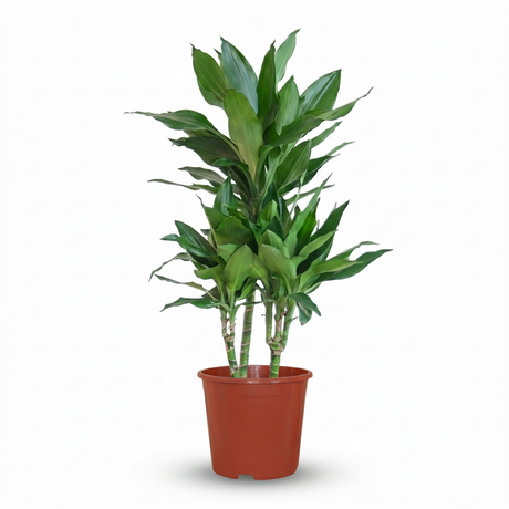 Green boutiQ - Zimmerpflanze - Drachenbaum Janet Craig - Dracaena Janet Craig - Grün - Wenig Pflege - 1 Pflanze - Topf 21cm - Höhe 90 - 100cm
