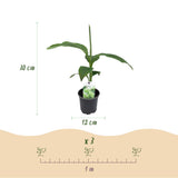 Green boutiQ - Obstpflanze - Bananenpflanze - Musa Basjoo - Winterhart - 4 Pflanzen - Topf 12cm Höhe 30cm