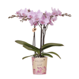 Orchidée Phalaenopsis rose Mineral Chamberry - H 35 cm, pot Ø9 cm