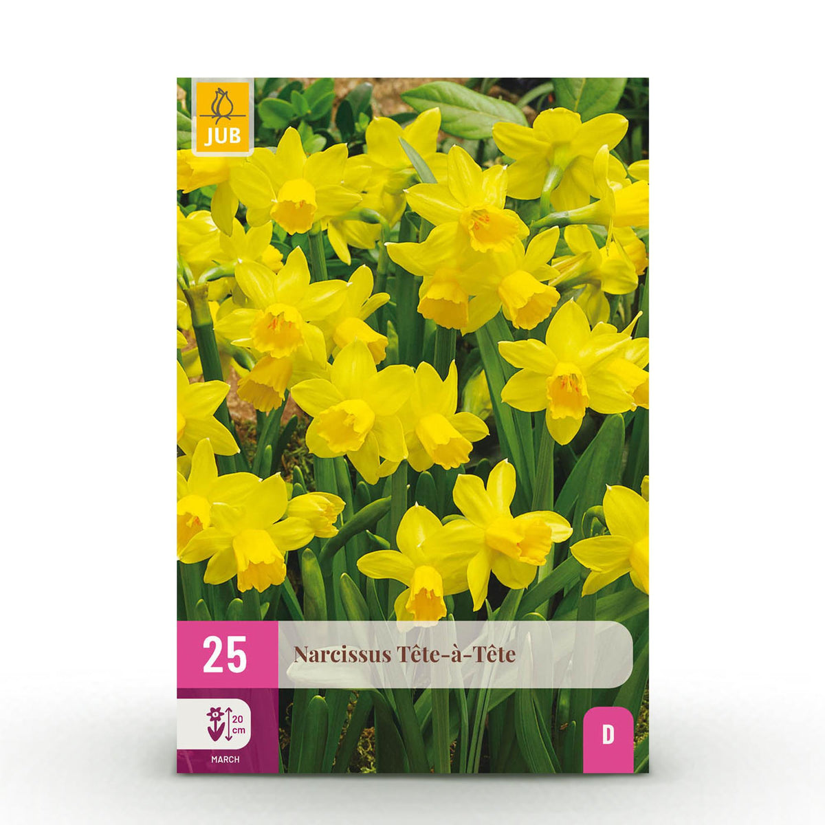 Green boutiQ - Blumenzwiebeln - Narzisse Tete-A-Tete - Farbe Gelb - 25 Stück - Zwiebelgröße 10/11 - XXL Pack