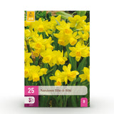 Green boutiQ - Blumenzwiebeln - Narzisse Tete-A-Tete - Farbe Gelb - 25 Stück - Zwiebelgröße 10/11 - XXL Pack