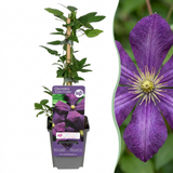Clématite Étoile Violette - 2 plants