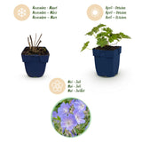 Géranium vivace Rozanne - H 15-25 cm, pot Ø11 cm - photo 4