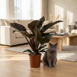 Green boutiQ - Zimmerpflanze - Philodendron - Philodendron Imperial Red - Rot - Wenig Pflege - 1 Pflanze - Topf 19cm - Höhe 60cm