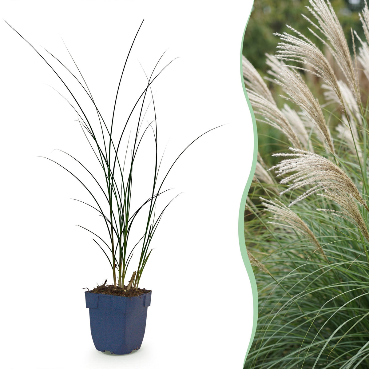 Eulalie Gracillimus - Miscanthus sinensis - H 15-25 cm, pot Ø11 cm - photo 15