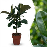 Green boutiQ - Zimmerpflanze - Gummibaum - Ficus Elastica Cloe - Grün - Pflegeleicht - 1 Pflanze - Topf 19cm - Höhe 65cm