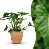 Green boutiQ - Zimmerpflanze - Philodendron - Philodendron Lacerum - Grün - Pflegeleicht - 1 Pflanze - mit Korb - Topf 19cm - Höhe 65cm