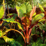 Green boutiQ - Fruitplant - Bananenpflanze - Ensete ventricosum Maurelli - Winterhart - 4 Pflanzen - Topf 17cm Höhe 40cm