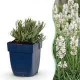 Lavande blanche Edelweiss - H 15-25 cm, pot Ø11 cm
