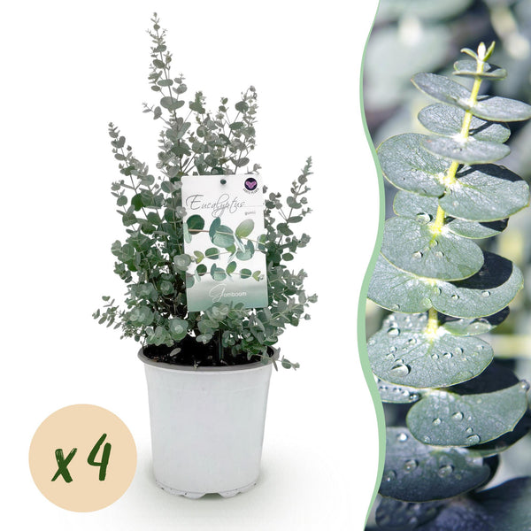 Green boutiQ - Terrassenpflanze - Eukalyptusbaum - Eucalyptus gunnii - Grau - 4 Pflanzen - Winterhart - Topf 17cm Höhe 40cm