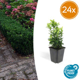 Fusain du Japon Green Spire en godet - Euonymus japonicus - H 10-25 cm, pot Ø9 cm