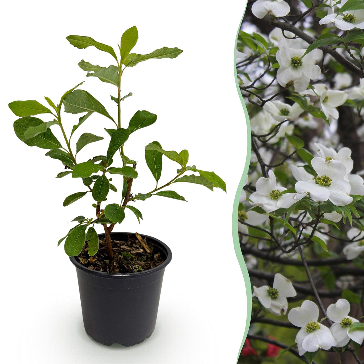 Green boutiQ - Gartenpflanze - Cornus Florida - Blüten Weiß-Rosa - 1 Pflanze - Laubabwerfend - Pflegeleicht - Topf 12cm Höhe 35cm