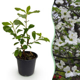 Green boutiQ - Gartenpflanze - Cornus Florida - Blüten Weiß-Rosa - 1 Pflanze - Laubabwerfend - Pflegeleicht - Topf 12cm Höhe 35cm