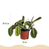Green boutiQ - Zimmerpflanze - Grünlilie - Maranta - Kallisie - Schwertfarn - 4er-Mix - Haustierfreundliche Pflanzen - Grün - 4 Pflanzen - mit Korb - Topf 12cm - Höhe 25cm