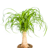 Beaucarnea Recurvata Stamm Ø17cm - ↕40 - 60cm