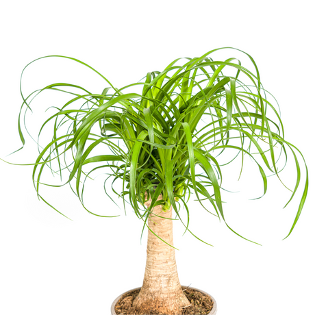 Beaucarnea Recurvata Stamm Ø17cm - ↕40 - 60cm