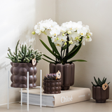 Kolibri Orchids | Weiße Phalaenopsis Orchidee Topfgröße Ø9cm | Zürich | blühende Zimmerpflanze - frisch vom Züchter