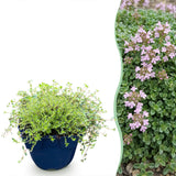 Thym rampant Minor - H 15-25 cm, pot Ø11 cm