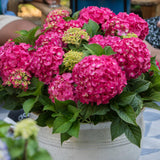 Green boutiQ - Gartenpflanze - Hortensie Endles Summer Summer Love Red - Winterhart - Rot - 1 Pflanze - Topf 14cm - Höhe 20-25cm