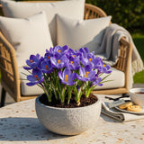 Green boutiQ - Blumenzwiebeln - Krokus Blau - Farbe Blau - 30 Stück - Zwiebelgröße 7/8 - XXL Pack