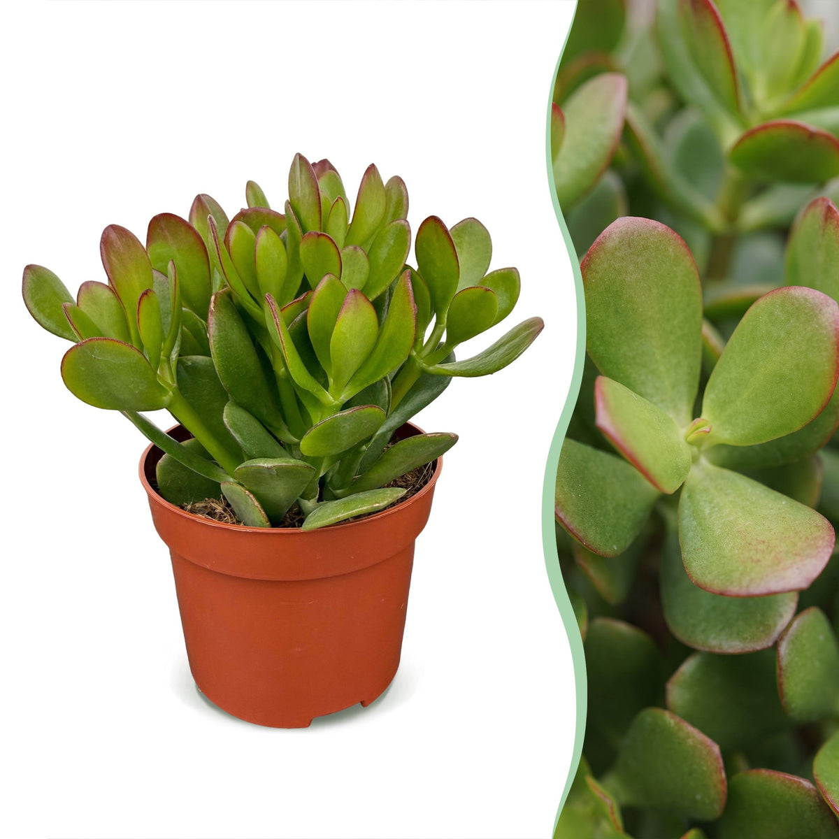 Arbre de jade - Crassula ovata - H 16 cm, pot Ø12 cm - photo 6