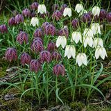 Green boutiQ - Blumenzwiebeln - Fritillaria Meleagris Mix - Farbe Lila und Weiß - 30 Stück - Zwiebelgröße 6/7 - XXL Pack