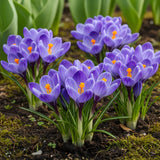 Green boutiQ - Blumenzwiebeln - Krokus Blau - Farbe Blau - 30 Stück - Zwiebelgröße 7/8 - XXL Pack