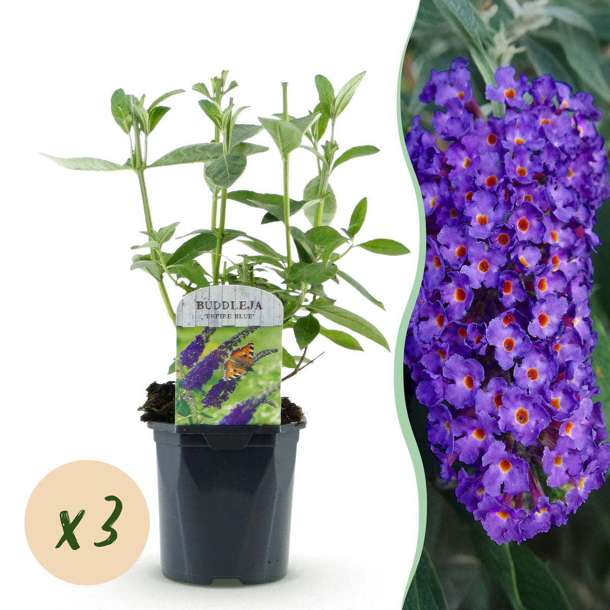 Green boutiQ - Gartenpflanze - Buddleja davidii Empire Blue - Sommerflieder - Winterhart - Blau - 3 Pflanzen - Topf 17cm - Höhe 45cm