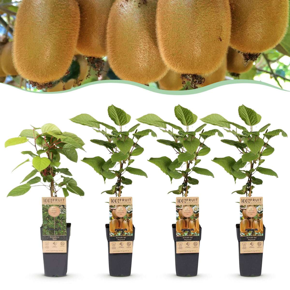 Kiwis Hayward et Weiki - 1 mâle et 3 femelles - 4 plants - H 50 cm, pot Ø15 cm