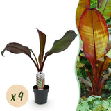 Green boutiQ - Fruitplant - Bananenpflanze - Ensete ventricosum Maurelli - Winterhart - 4 Pflanzen - Topf 12cm Höhe 30cm