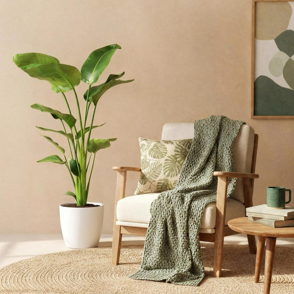 Green BoutiQ - Zimmerpflanzen - Strelitzia Nicolai - Paradiesvogelblume - Pflegeleicht - Grün - 1 Pflanze - mit weißem Topf - Topf 21cm - Höhe 110-120cm