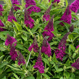 Green boutiQ - Gartenpflanze - Buddleja davidii Butterfly Candy Little Ruby - Schmetterlingsflieder - Kompakt - Rot - 1 Pflanze - Topf 12cm - Höhe 20-25cm